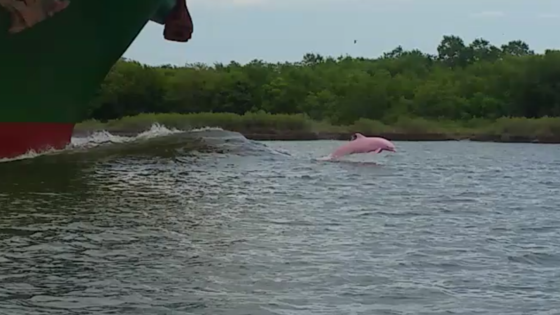 Pink Dolphin Louisiana - HD Wallpaper 