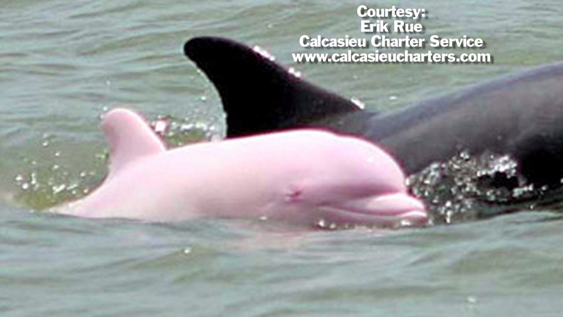 Baby Pink River Dolphin - 1920x1080 Wallpaper 