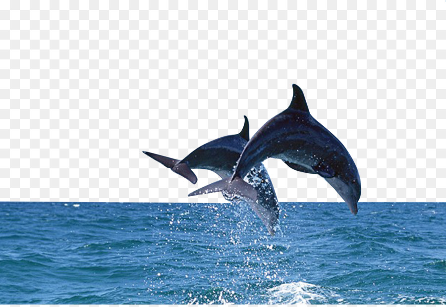 Dolphin Wallpaper Free Download - HD Wallpaper 