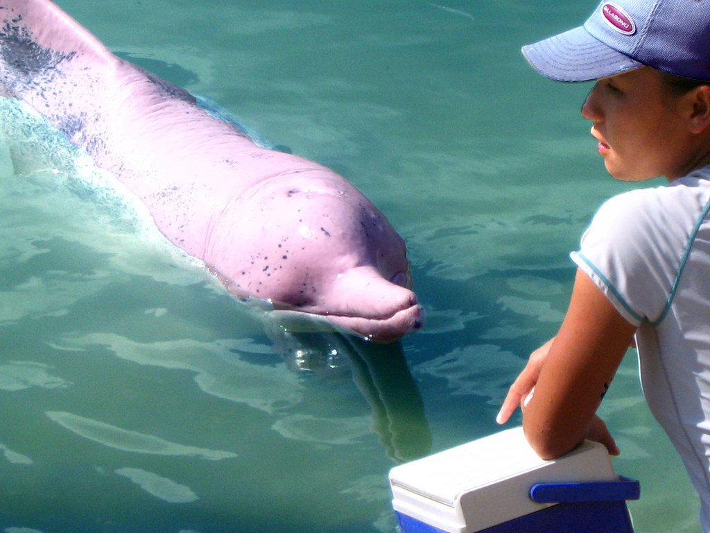 Pink Dolphin In Real Life - HD Wallpaper 
