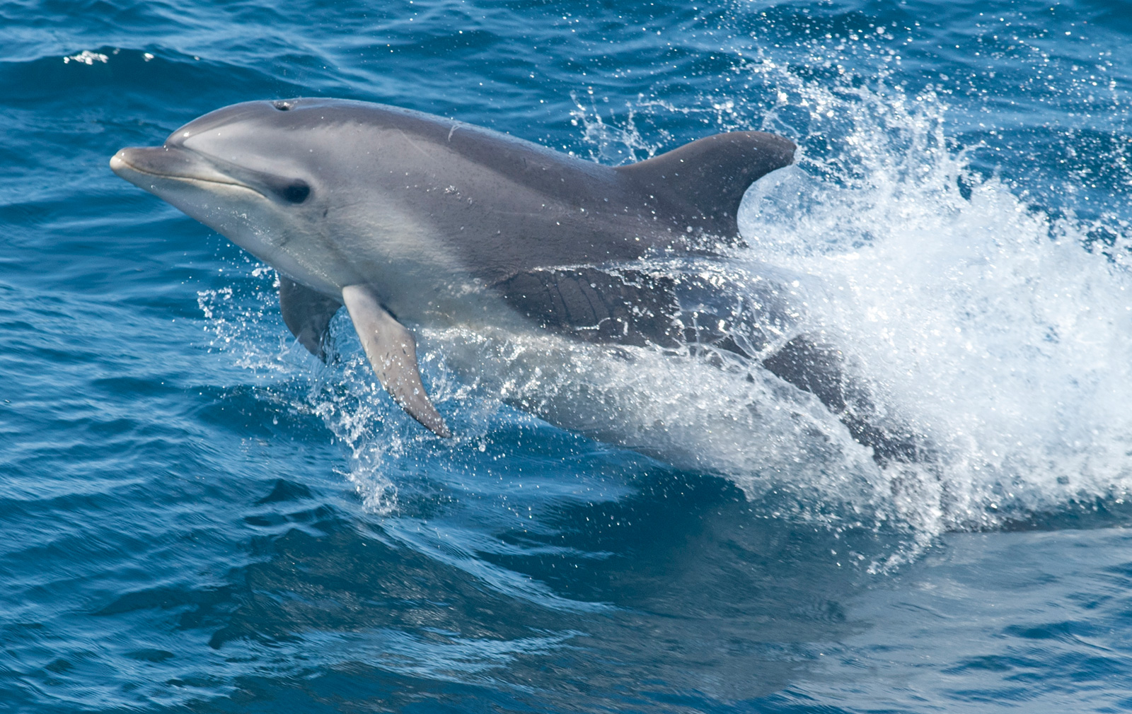 Bottlenose Dolphin Hd Wallpapers, Desktop Wallpaper - HD Wallpaper 