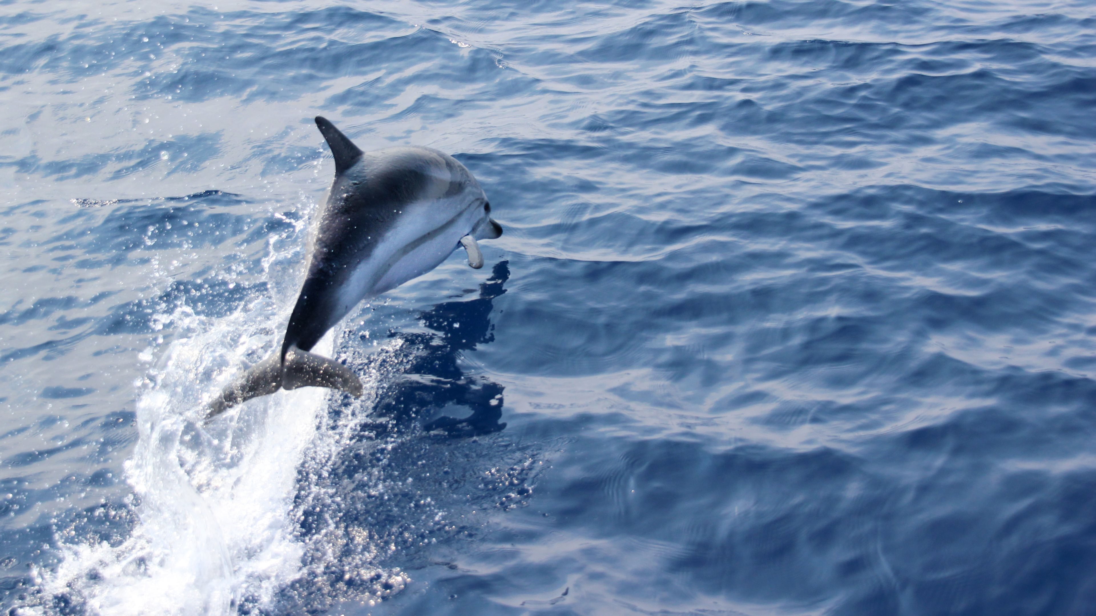 Free Download Dolphin Wallpaper Id - Wallpaper - 3840x2160 Wallpaper - Free Download Dolphin Wallpaper Id - Wallpaper - 3840x2160 Wallpaper -