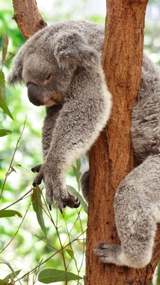 Koala Bear Art Wallpaper - Koala Bear Wallpaper Iphone - HD Wallpaper 
