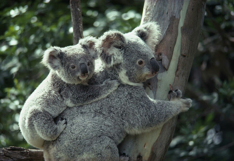 Koala, Animals, And Baby Image - Koala Bear In A Tree - HD Wallpaper 