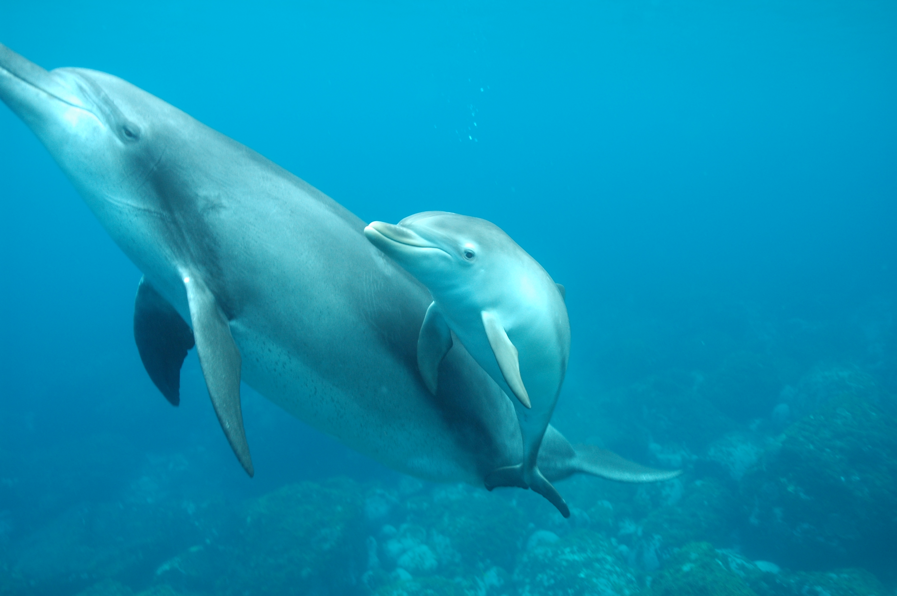 Baby Dolphin In Wild - HD Wallpaper 