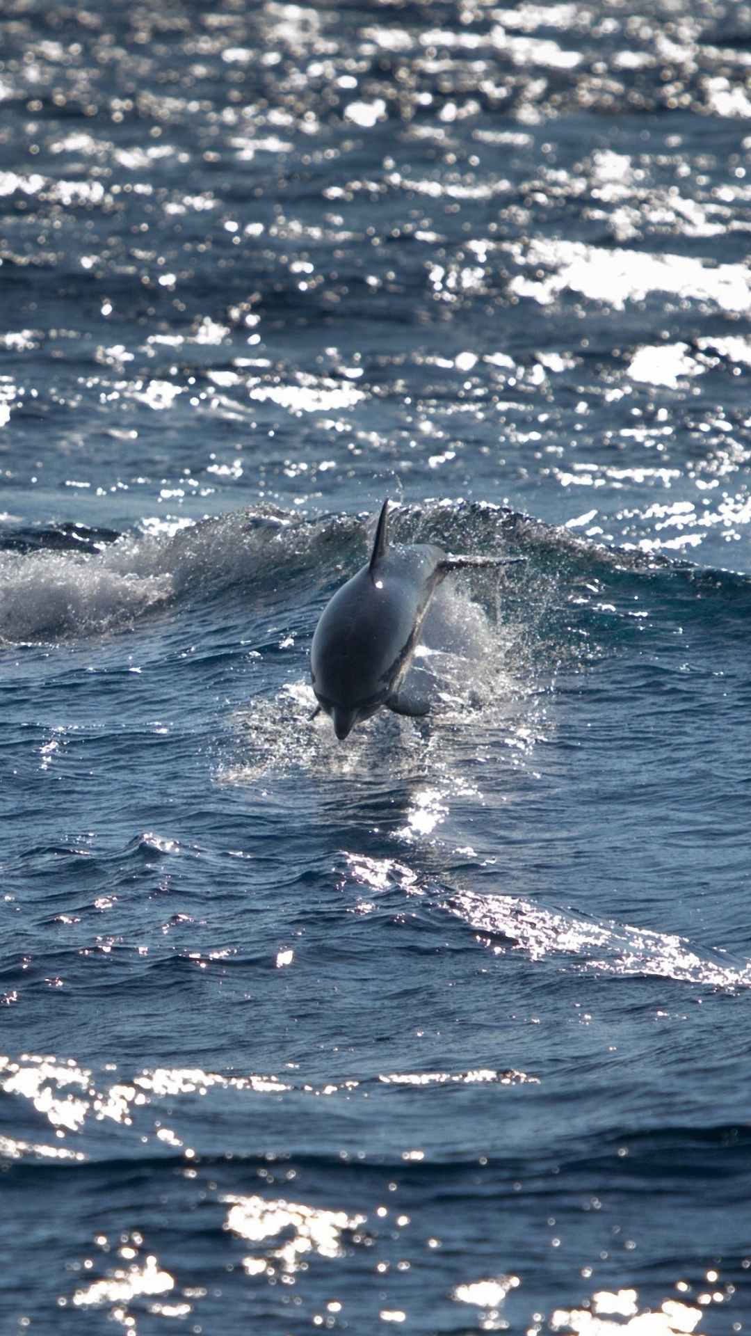 Hd Bottlenose Dolphin Sea Wallpaper For Iphone 6 / - Sea - HD Wallpaper 