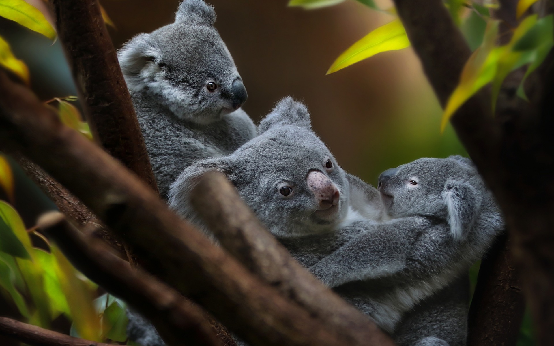 Koalas, Cute Animals, Bears, Australia, Cute Bears - Cute Koala Family - HD Wallpaper 