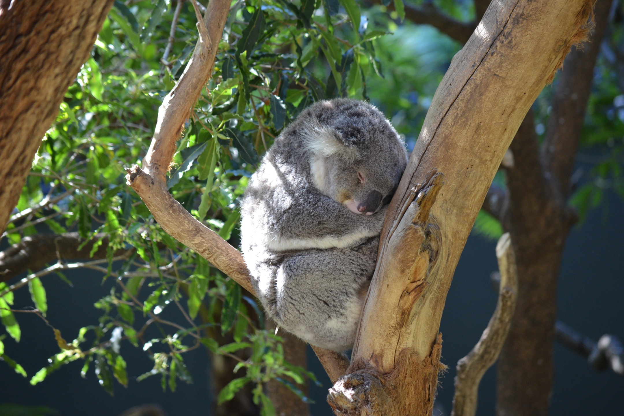 Koala En Trains De Dormir - HD Wallpaper 