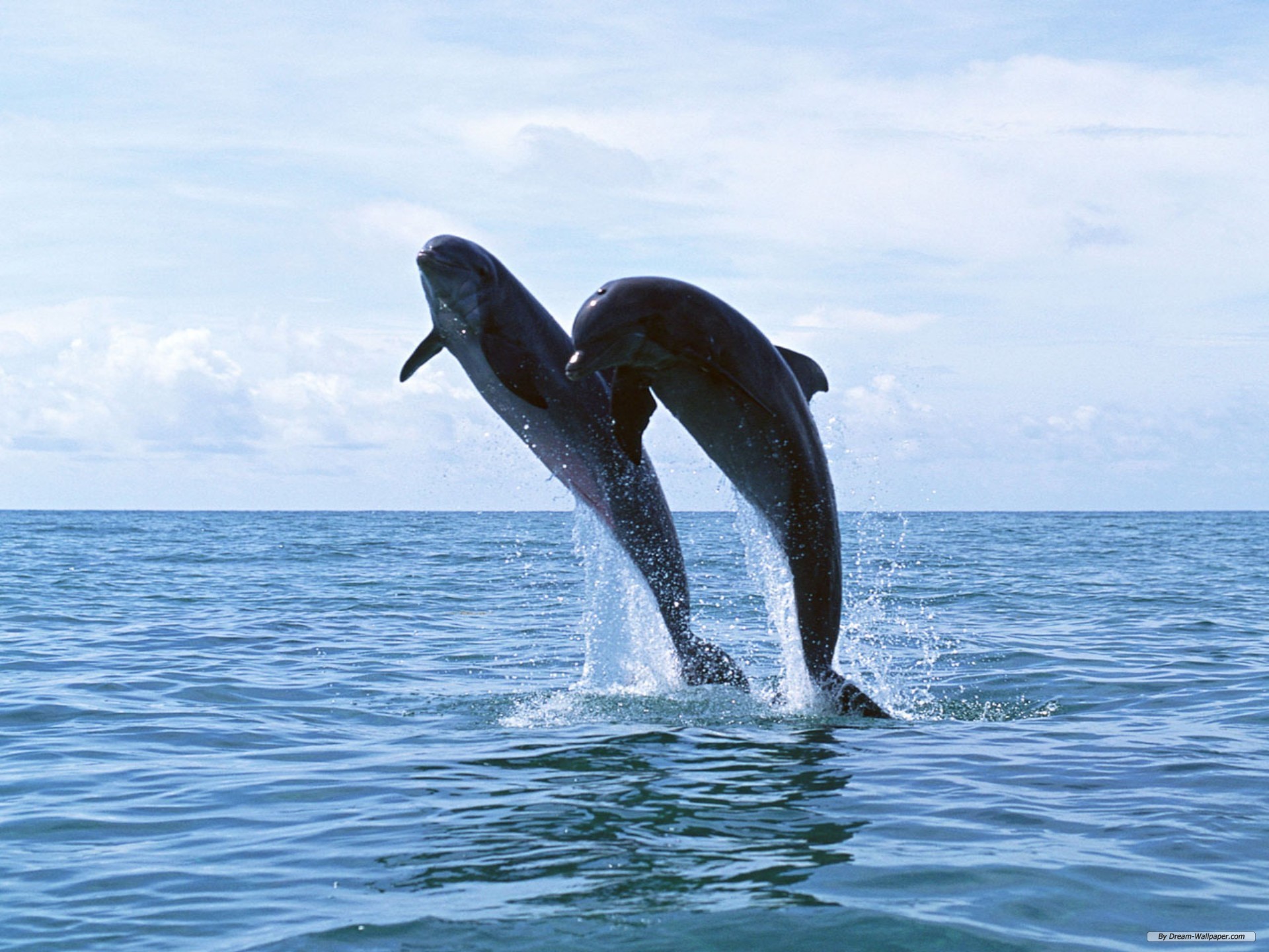 Free Animal Wallpaper - Dolphin - HD Wallpaper 