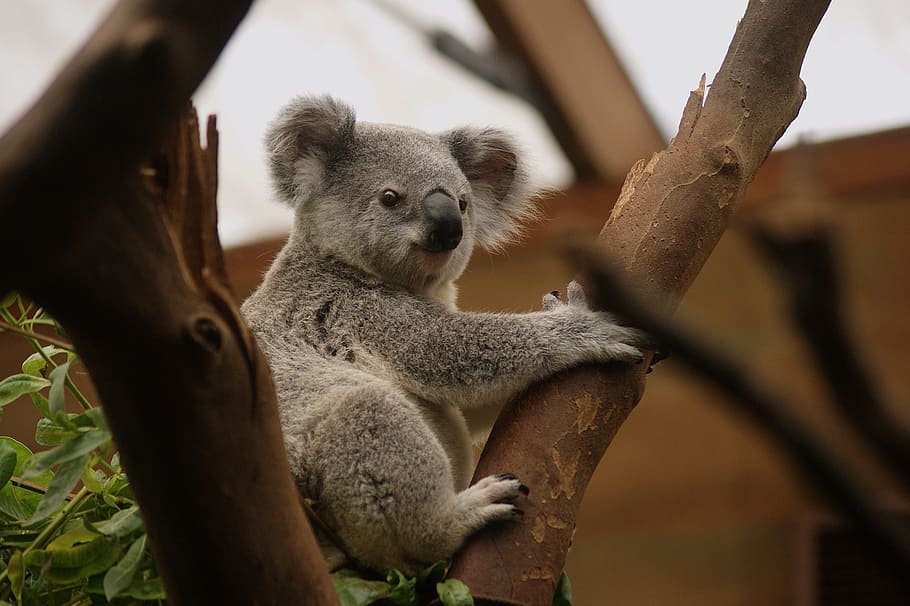 Koala Bear, Animal, Animals, Nature, Pouch, Buidelbeer, - HD Wallpaper 
