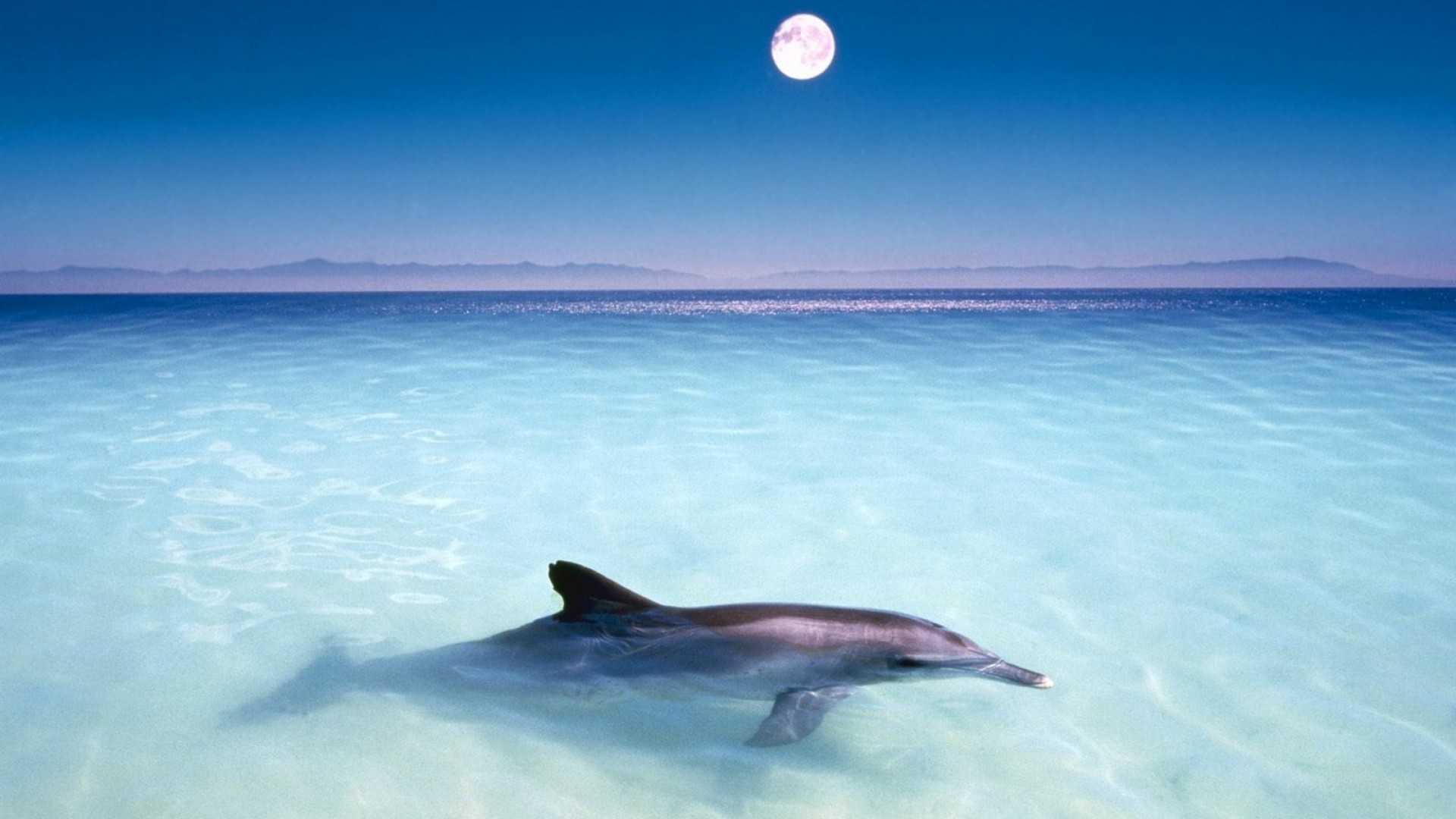 Dolphin Wallpapers - Common Bottlenose Dolphin - 1920x1080 Wallpaper - Dolphin Wallpapers - Common Bottlenose Dolphin - 1920x1080 Wallpaper -