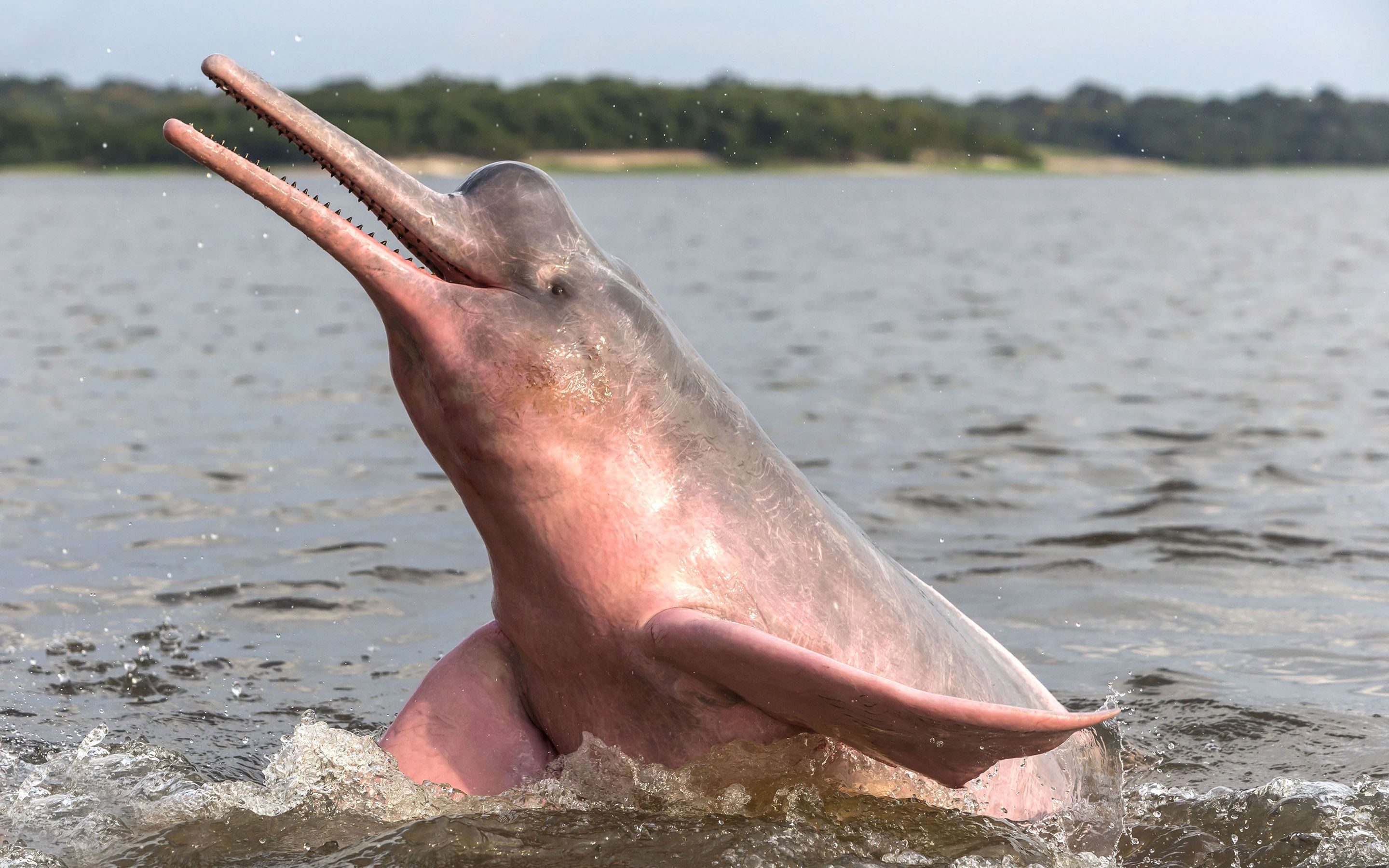 Dolphin Adaptations x1800 Wallpaper Teahub Io Dolphin Adaptations x1800 Wallpaper Teahub Io