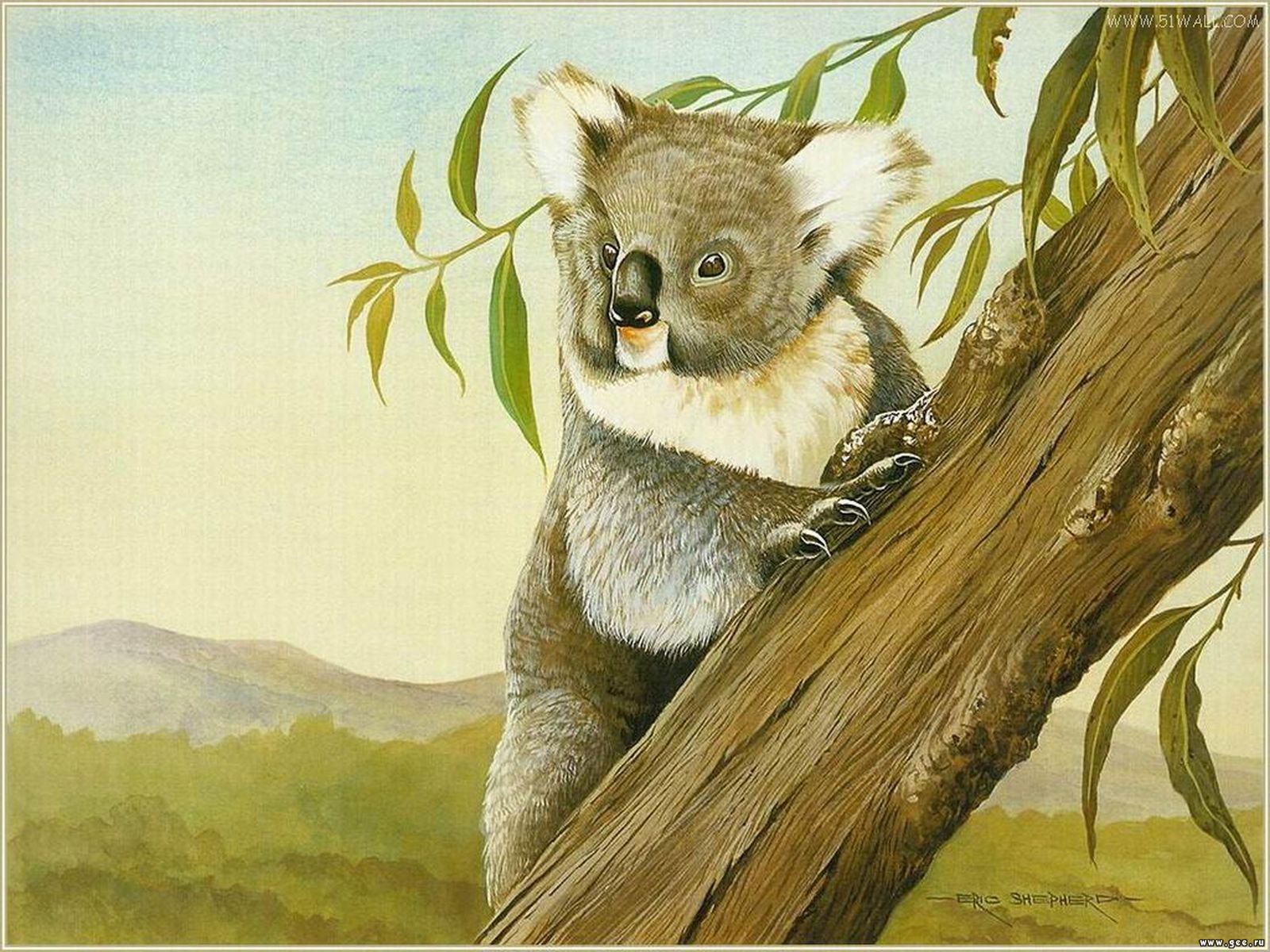 Fondos De Pantalla Pc Koalas - HD Wallpaper 