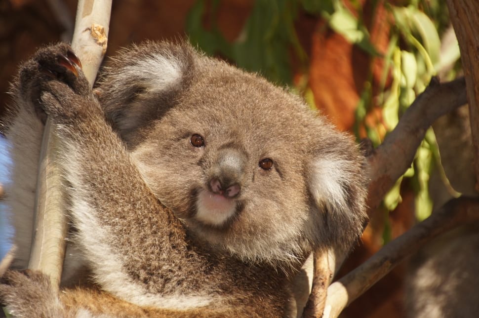 Lazy, Australia, Koala Bear, Rest, Koala, Animal Wildlife, - HD Wallpaper 