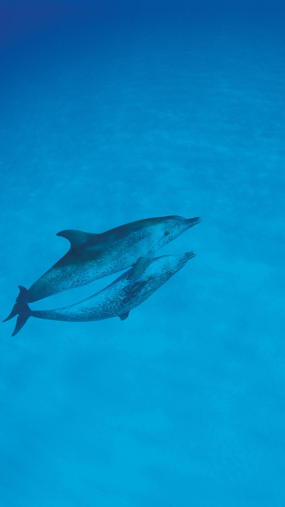 Wallpaper Dolphins, Love, Ocean - Ocean Iphone Wallpaper Dolphin - HD Wallpaper 