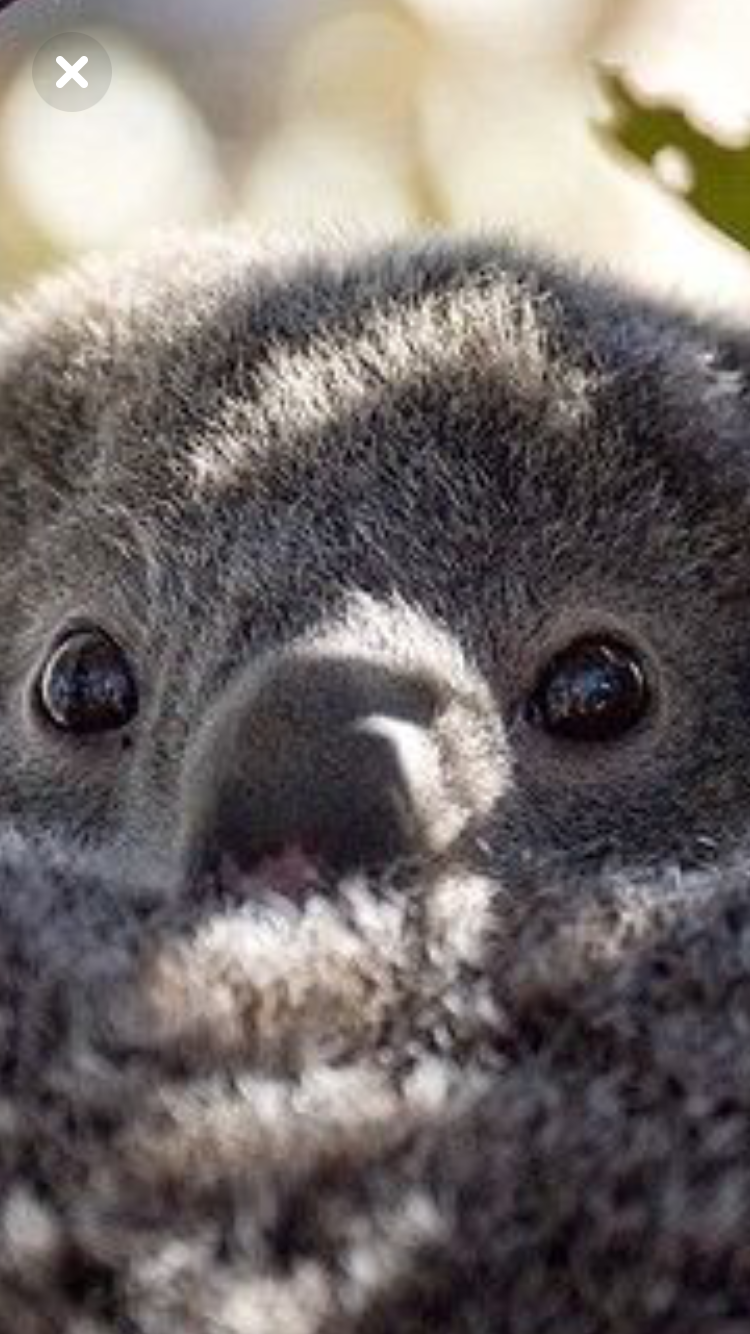 Super Cute Koala - HD Wallpaper 
