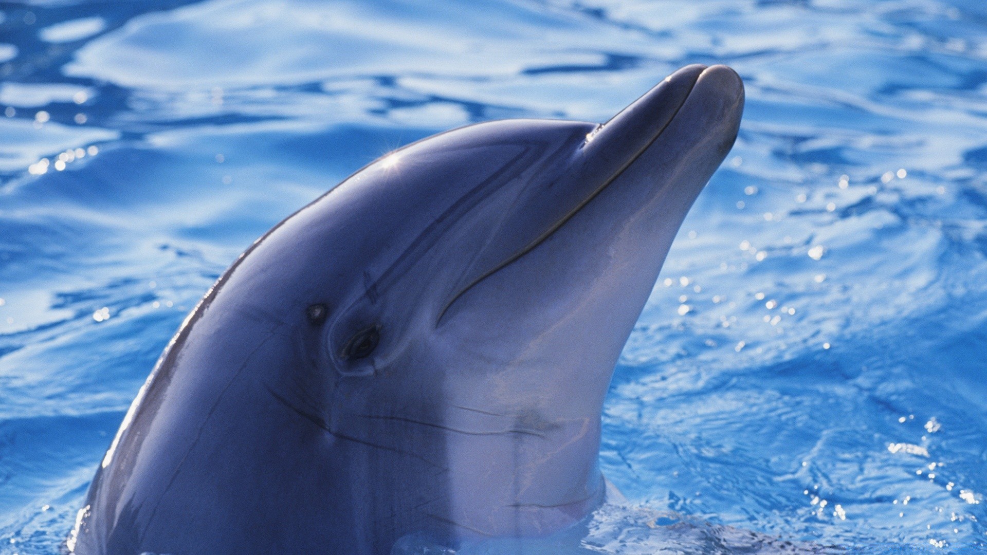 Amphibians Blower Whale Dolphin Water Swimming Underwater - Cute Dolphin - HD Wallpaper 