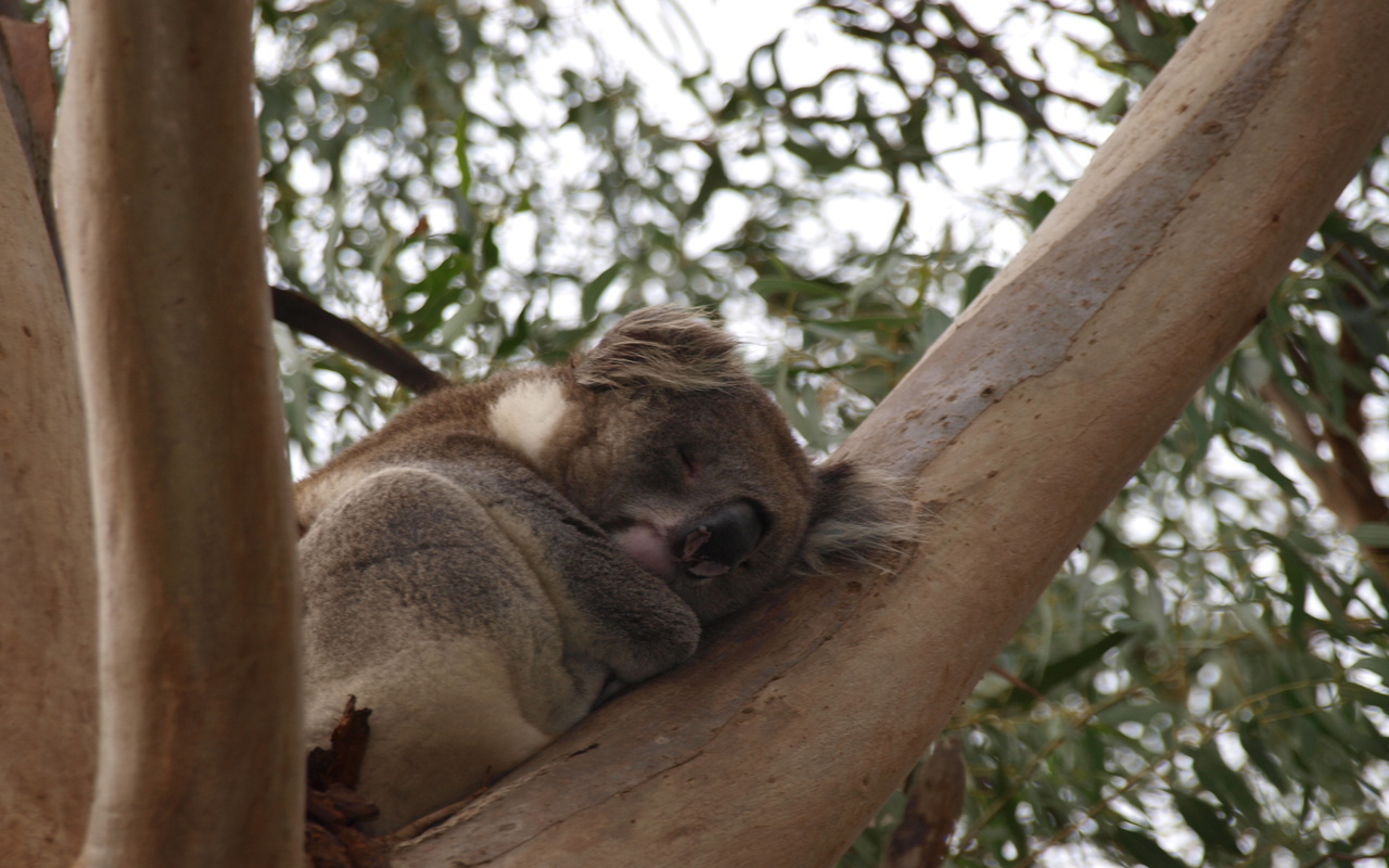Cute Cuddly Koala - Koala - HD Wallpaper 