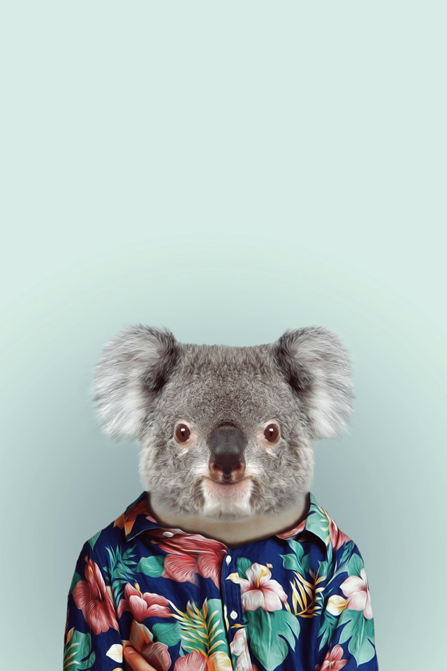Koala Wallpapers In Best Px Resolutions - Animal With Clothes Portrait - HD Wallpaper 