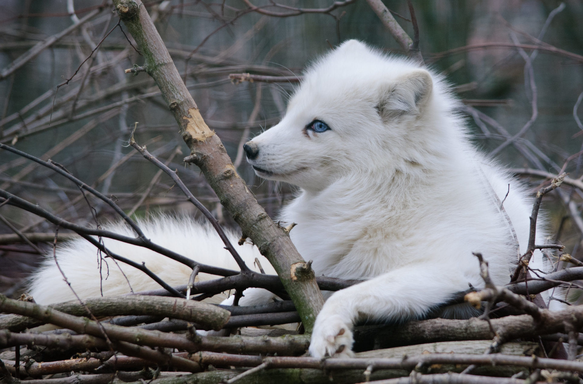 Arctic Fox - HD Wallpaper 