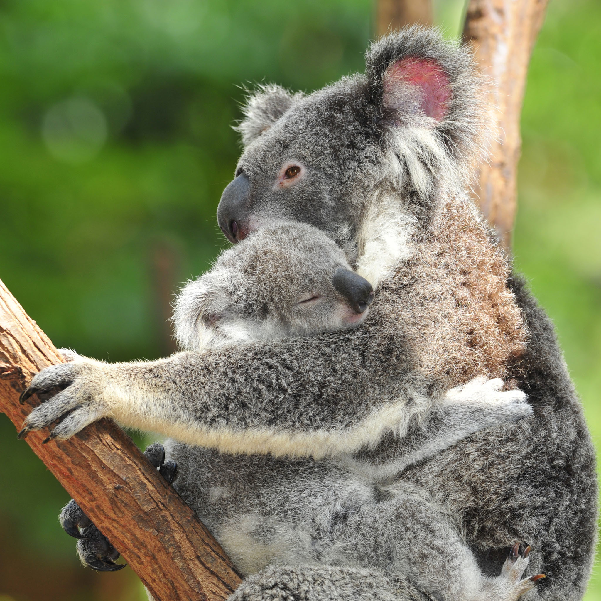 Cute Baby Koala Wallpaper - Koala Bear Mum And Baby - HD Wallpaper 