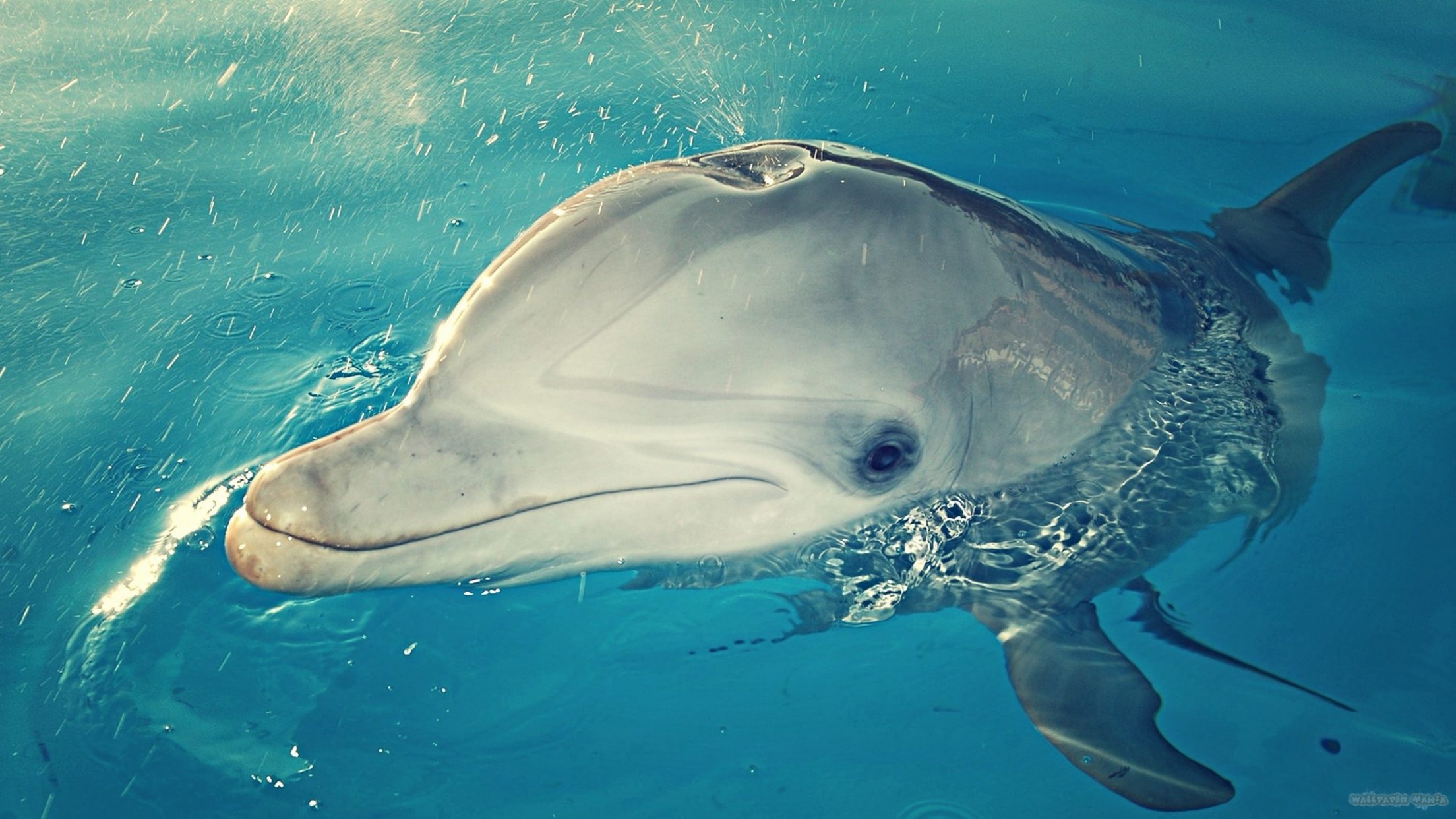 Dolphin Spray Water - HD Wallpaper 