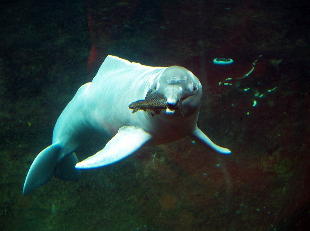 Free Amazon River Dolphin Wallpaper Wallpapers Download - Indus River Dolphin Eating - HD Wallpaper 