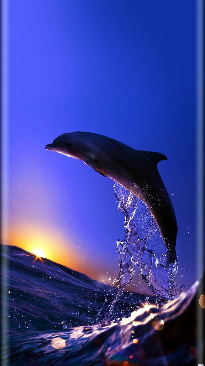 Dolphins Jumping Out Of The Sea - HD Wallpaper 