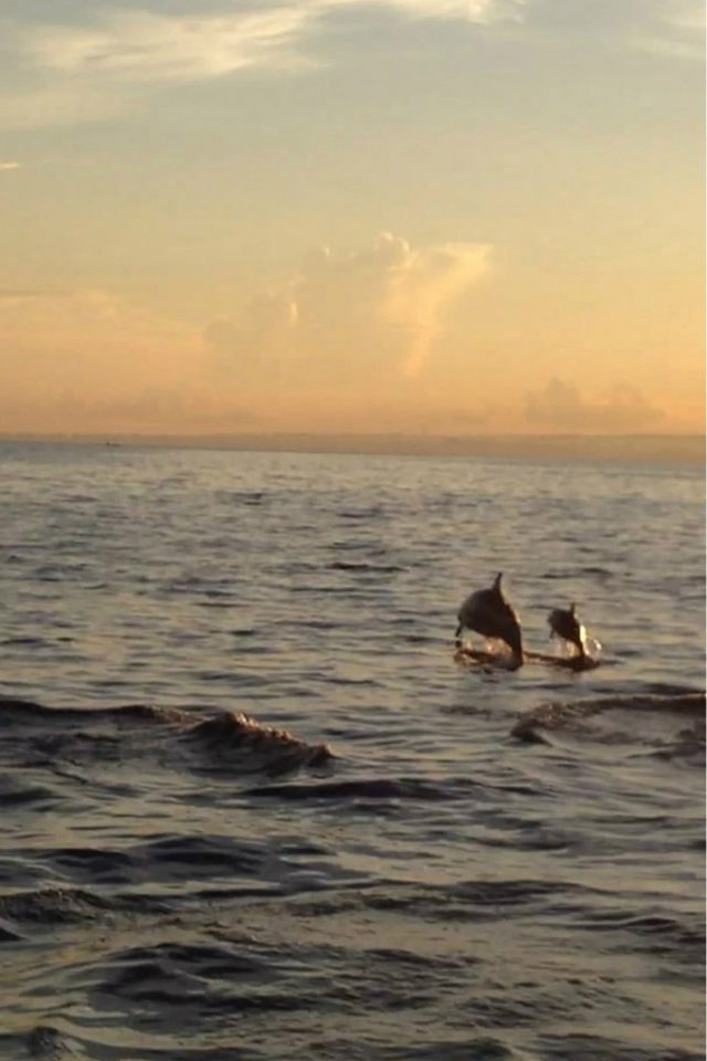 Dolphins Beach Iphone Wallpaper - HD Wallpaper 