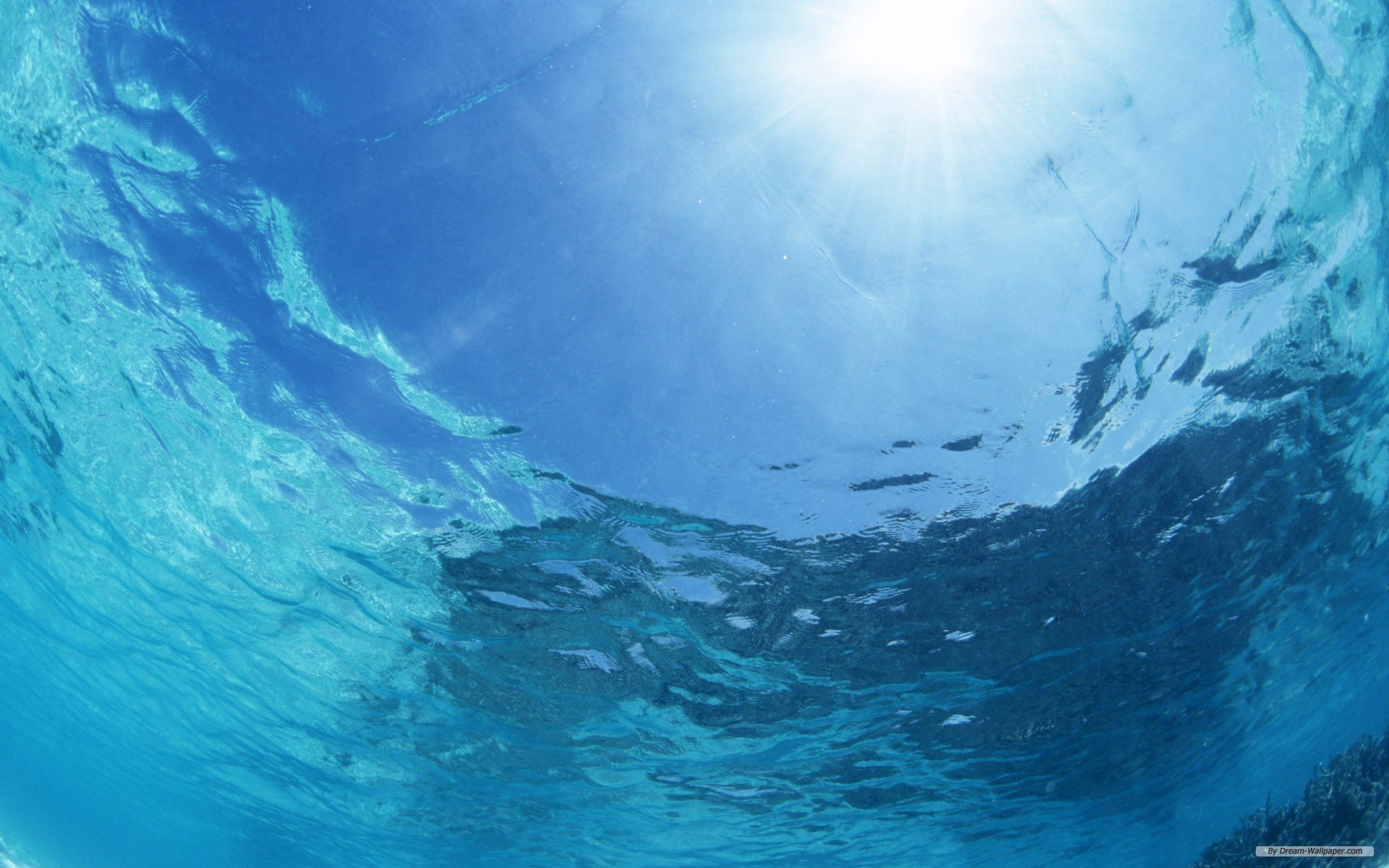 Desktop Underwater Hd Wallpapers Pixelstalk
dolphins - Ocean Water - HD Wallpaper 