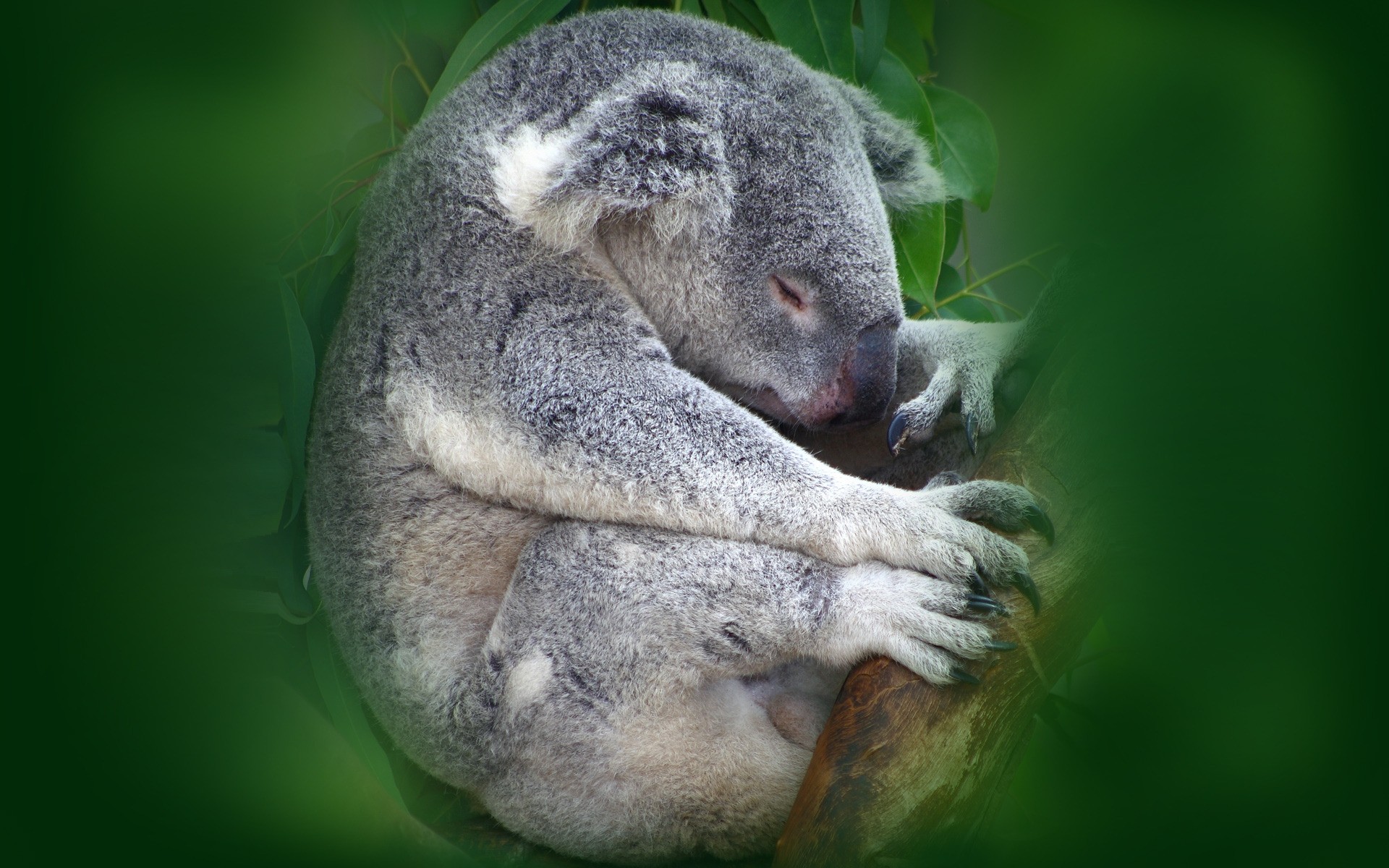 Animals Marsupial Wildlife Zoo Nature Mammal Primate - Koala Bear - HD Wallpaper 