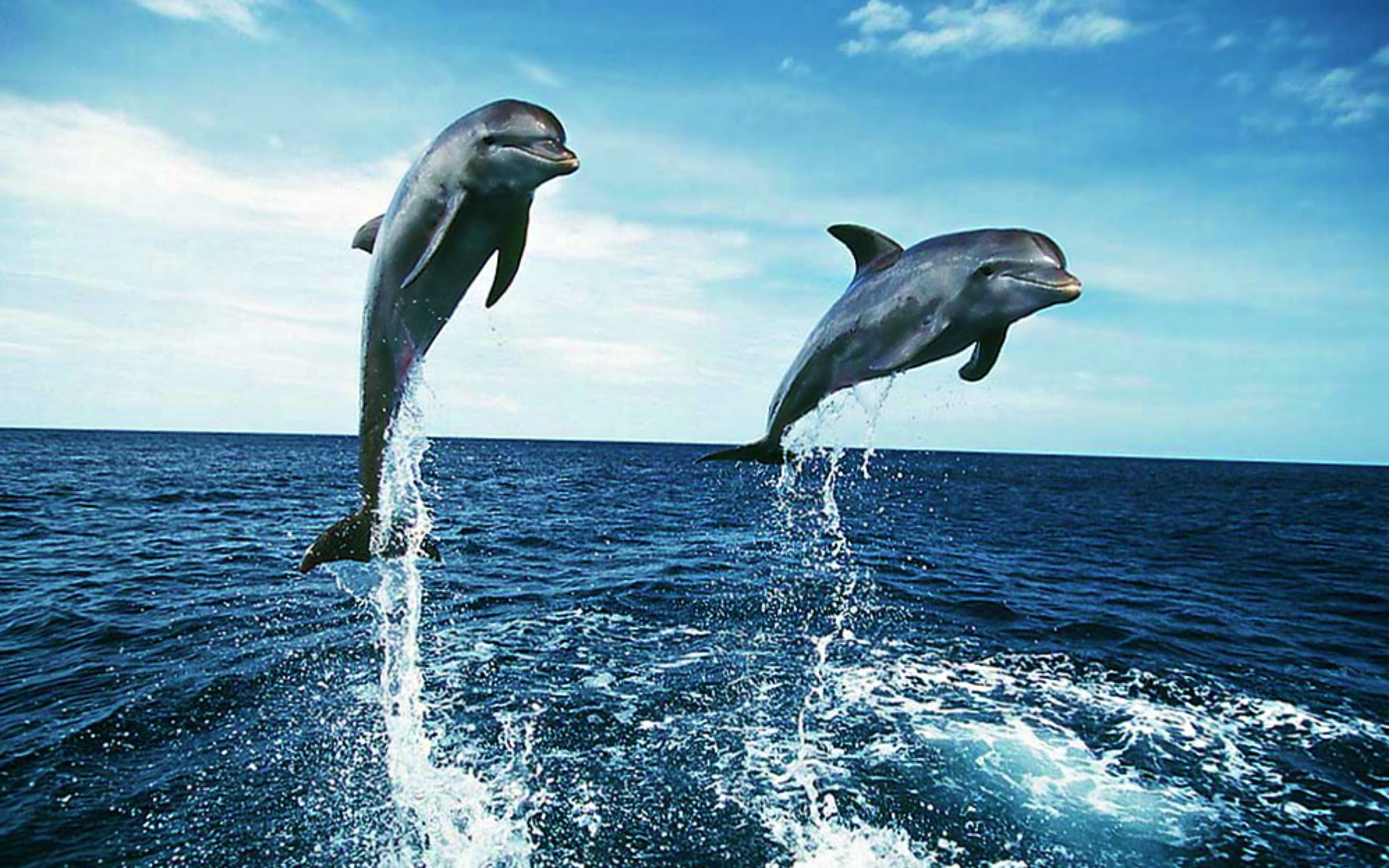 Dolphins Desktop Background - HD Wallpaper 