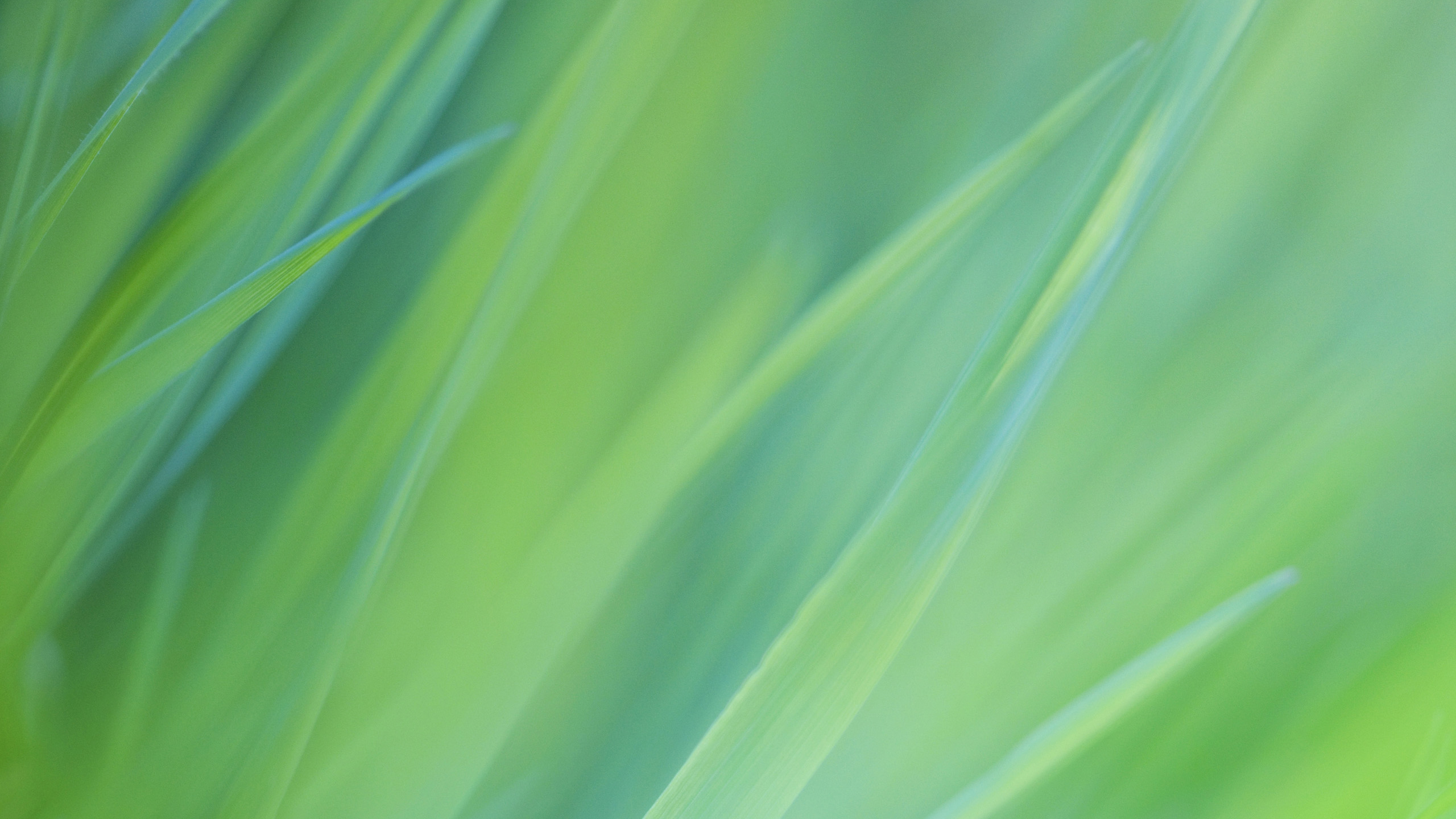 Google Chrome Os Stock Wallpapers Chrome Os Grass 2560x1440 Wallpaper Teahub Io
