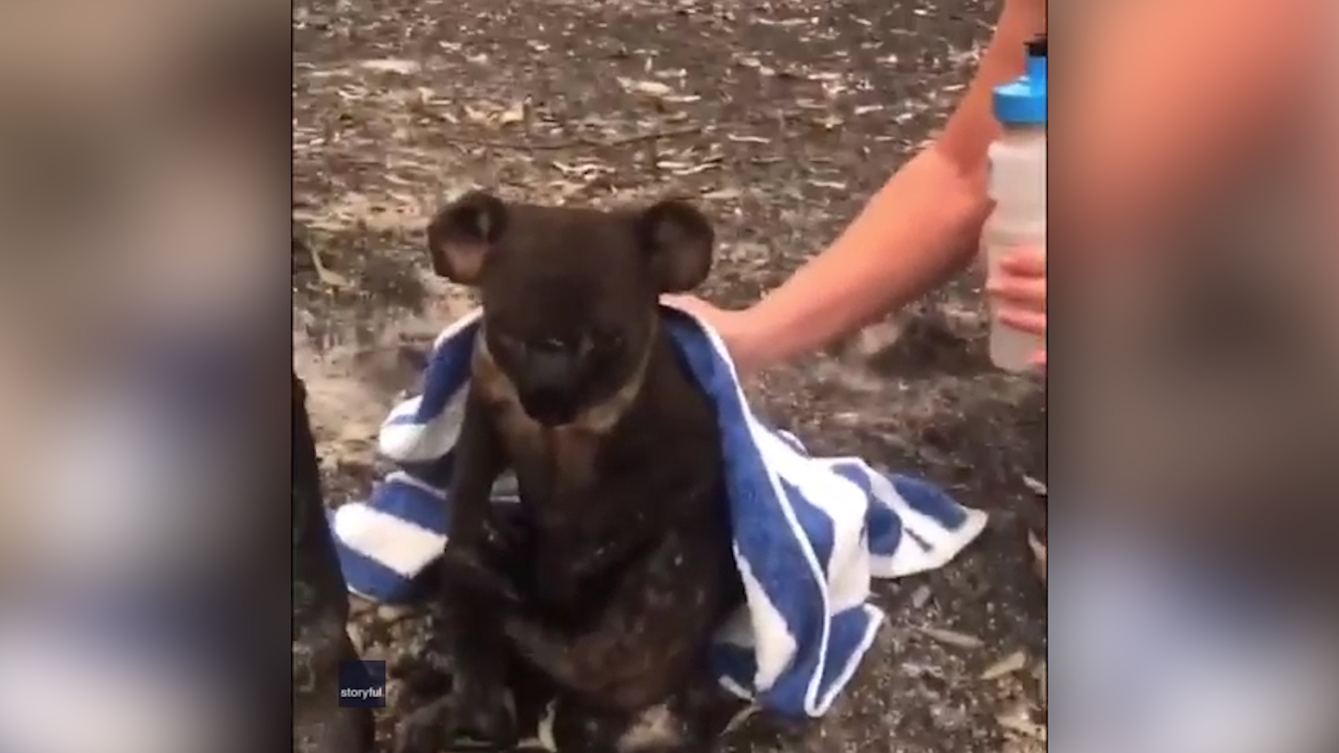 Australia Fires Koala Bears - HD Wallpaper 