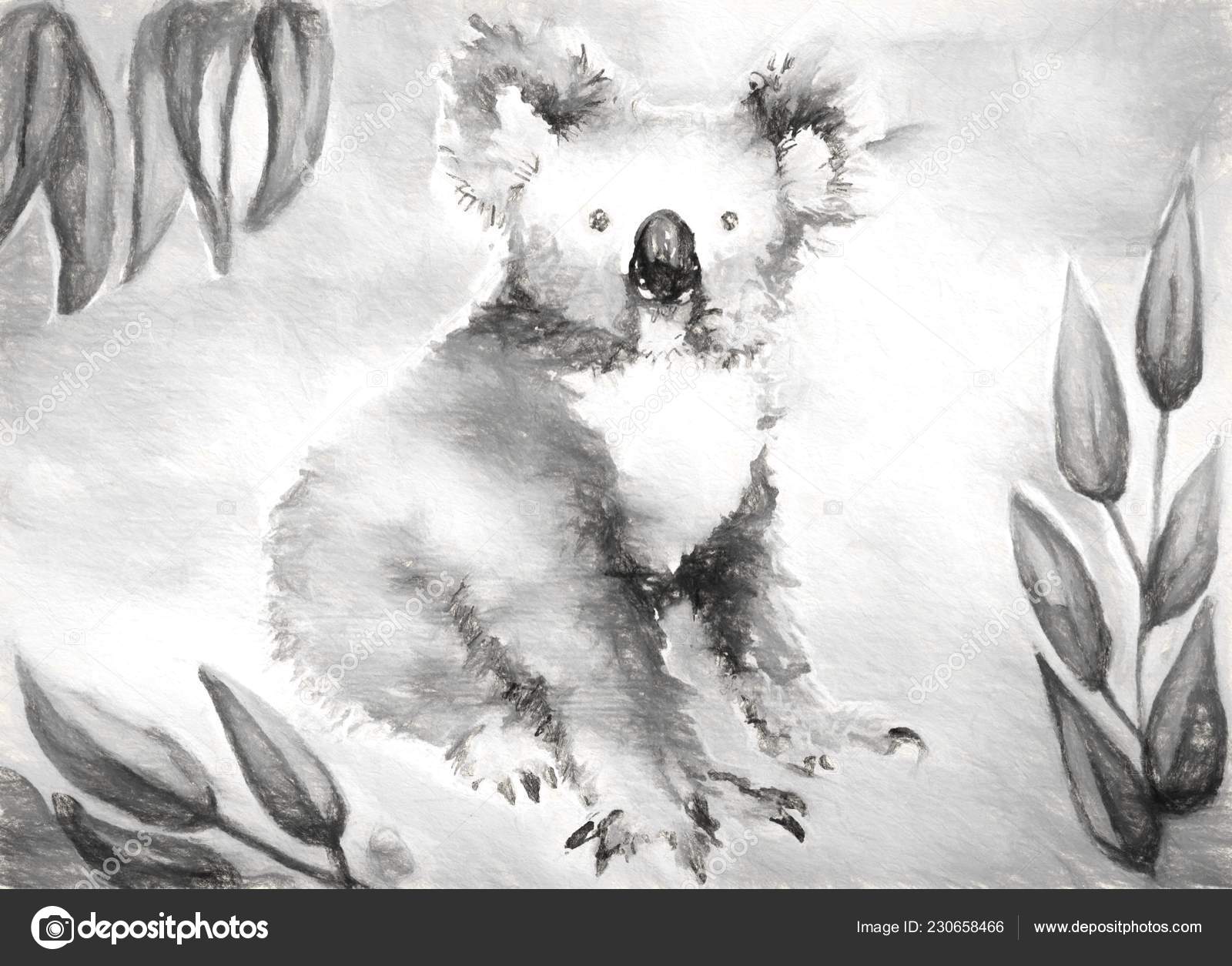 Koala - HD Wallpaper 