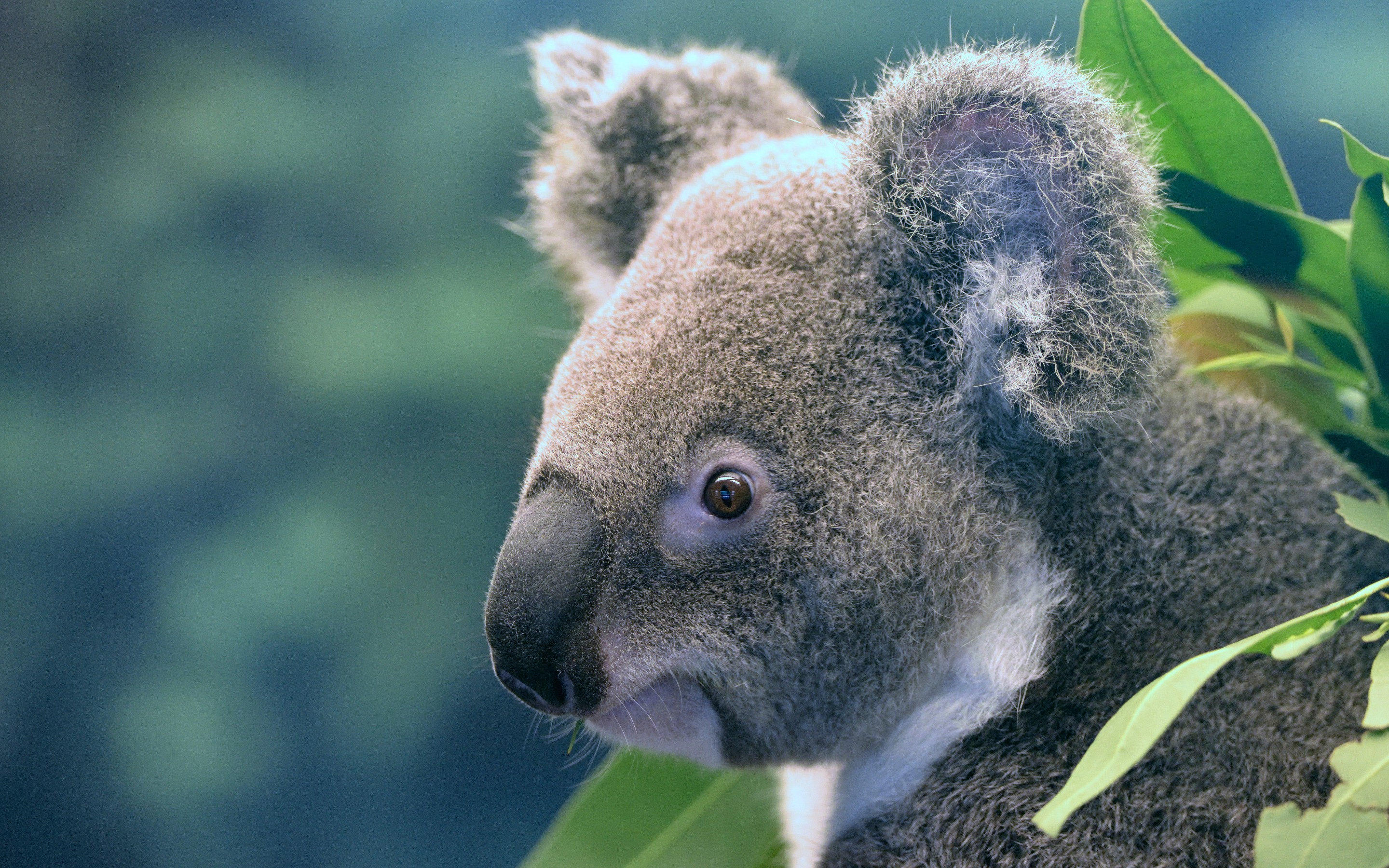Koala, Cute Bear Cub, Portrait, Marsupials, Australia, Fondos De