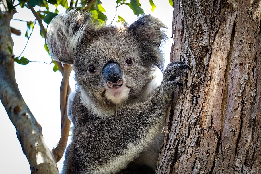 Selective Focus Photography Of Koala Bear, Animal, - Koala - HD Wallpaper 