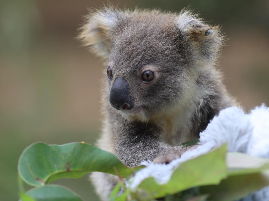 The Australian Reptile Park Has Launched A Global Campaign - Koala - HD Wallpaper 