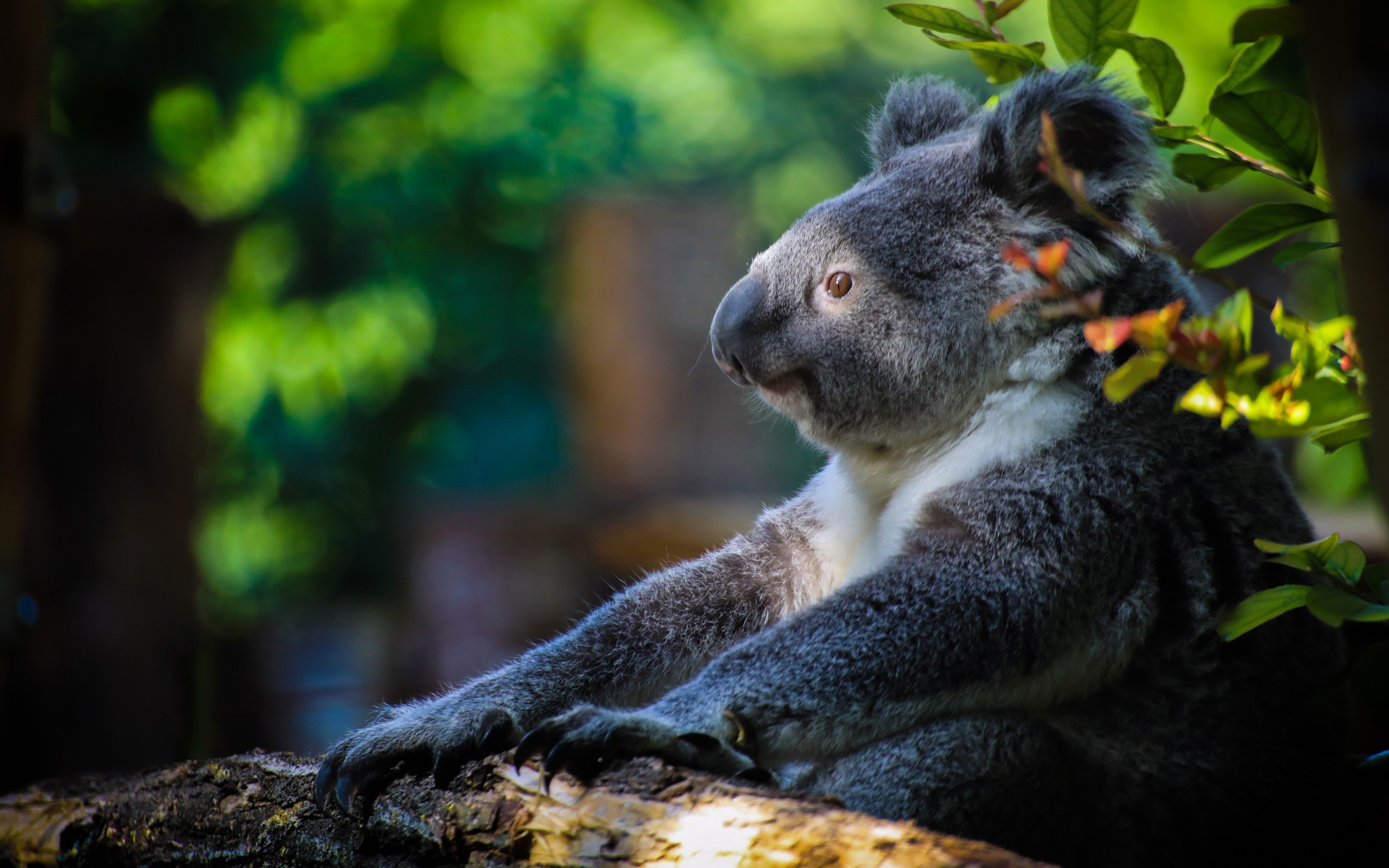 Koala, Cute Bear Cub, Forest, Australia, Marsupial - Коала На Рабочий Стол - HD Wallpaper 