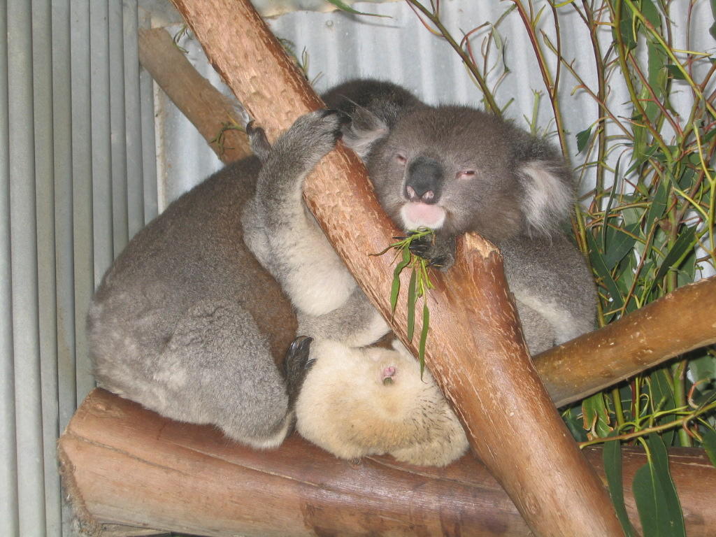 Koala - HD Wallpaper 