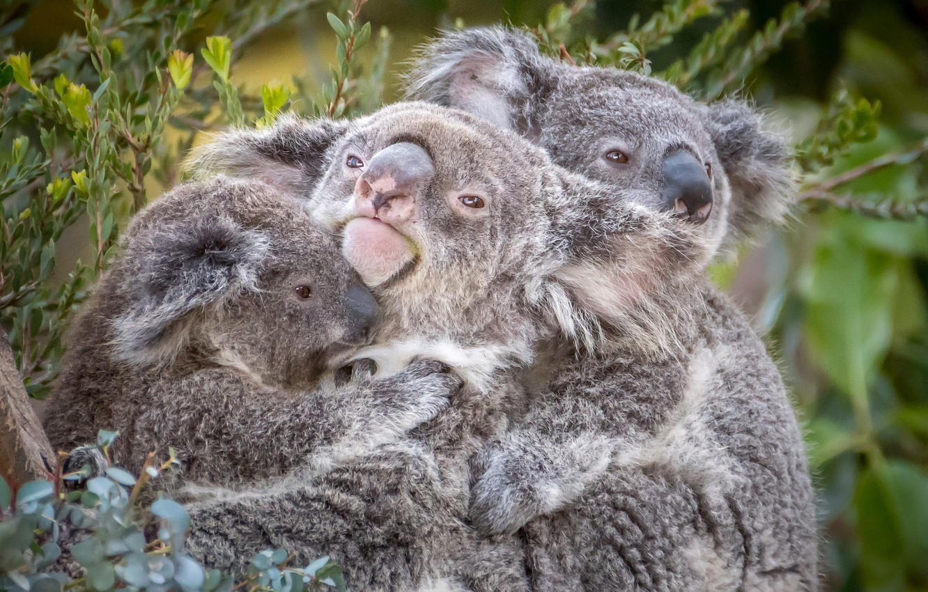 Photo Wallpaper Trio, Koala, Cute - Koala - HD Wallpaper 