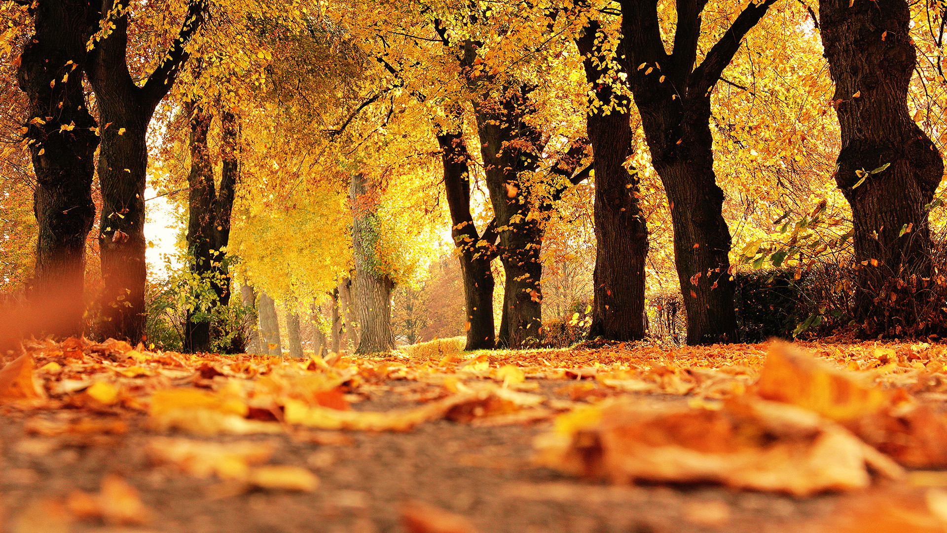 1920x1080, Autumn Trees Chromebook Wallpaper Size 1080 - Fall Wallpapers For Chromebook - HD Wallpaper 