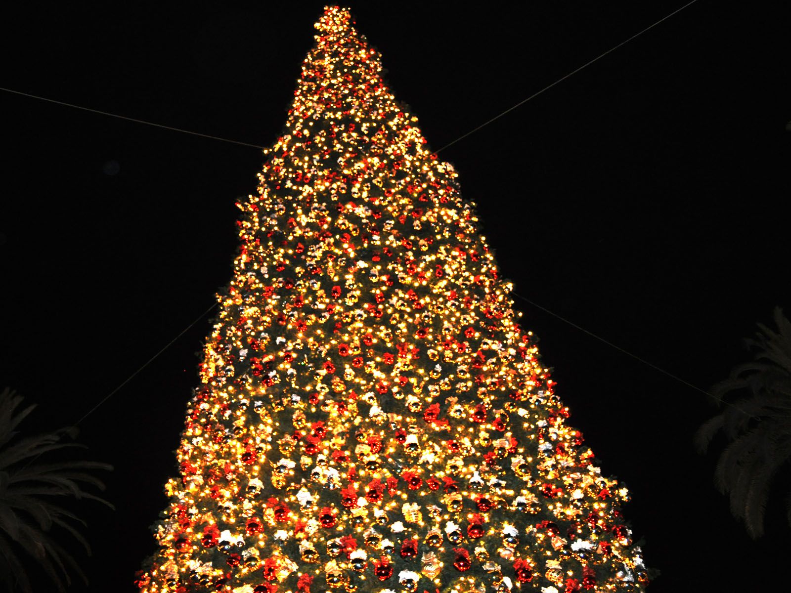 Pretty Christmas Tree - HD Wallpaper 