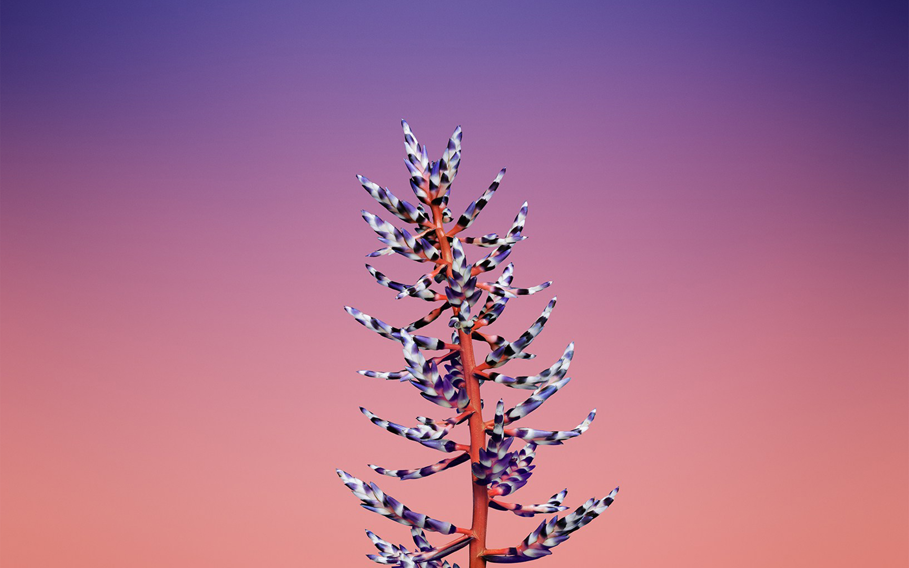 Iphone X Baby Pink - HD Wallpaper 