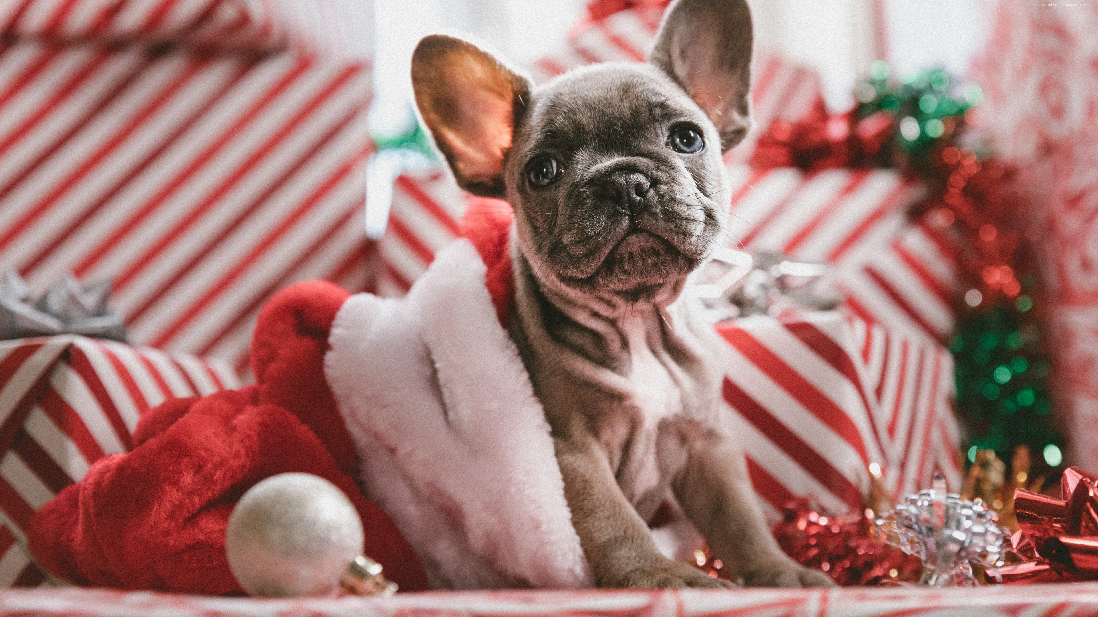 Wallpaper Christmas, New Year, Puppy, Cute Animals, - French Bulldog Puppies Christmas - HD Wallpaper 