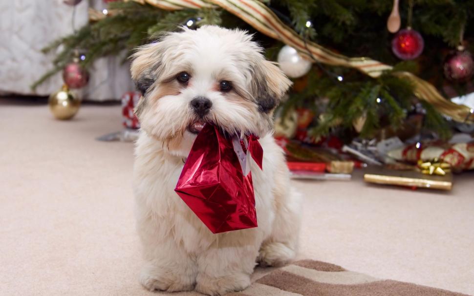 Cute Christmas Dog S Wallpaper,christmas Dog Hd Wallpaper,cute - Christmas Shih Tzu Dog - HD Wallpaper 