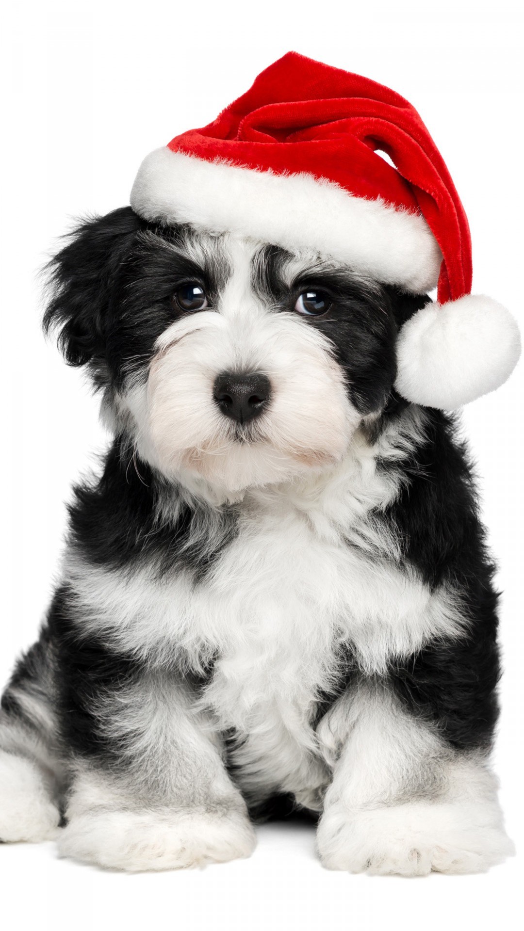 Dog Cute Christmas Wallpaper Iphone - HD Wallpaper 