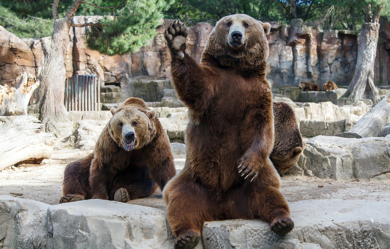 Photo Wallpaper Paw, The Situation, Bears, Friendship, - The Madrid Zoo Aquarium - HD Wallpaper 