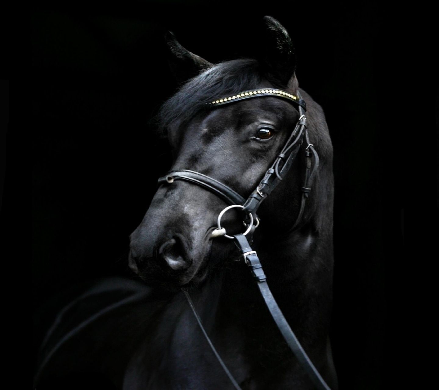 Лошадь на черном фоне. Лошадь черный. Обои лошади. Морда лошади. Лошадь на темном фоне.