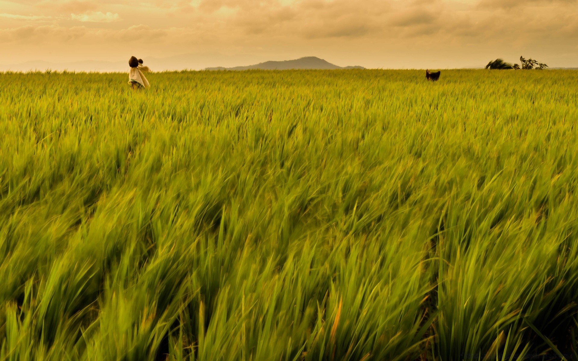 Asia Cereal Field Agriculture Farm Landscape Wheat - Rice Field Philippines Hd - HD Wallpaper 